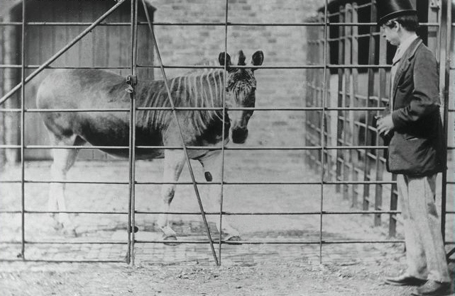 Quagga_London_Zoo.jpg