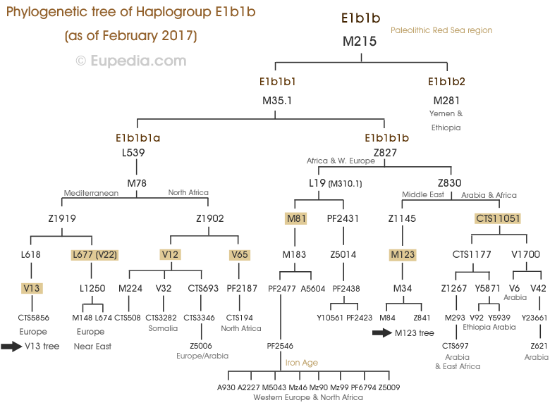 E1b1b-tree.png.a045cd7e9394245e2390c10daef297a0.png